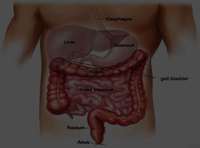 Intenstine