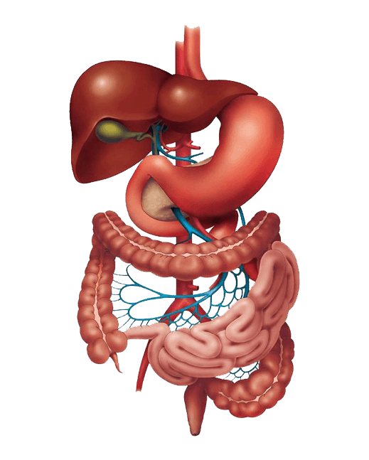 Gastroenterologist