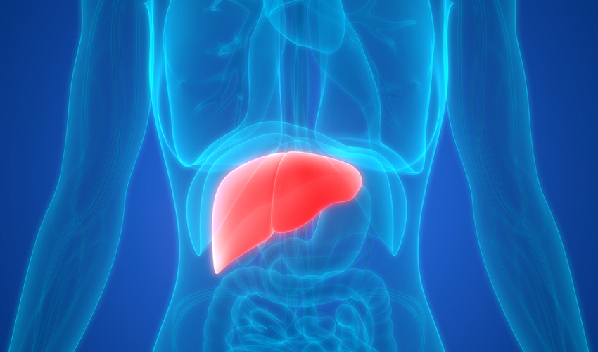 Liver